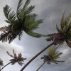 Hurricane Season in Full Force Palm trees in hurricane